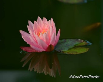 Water Lily Photo, Card or Magnet, Pink Water Lily, Romantic, Water Garden Art, Water Garden Photos, Flower Photography, Flower Art