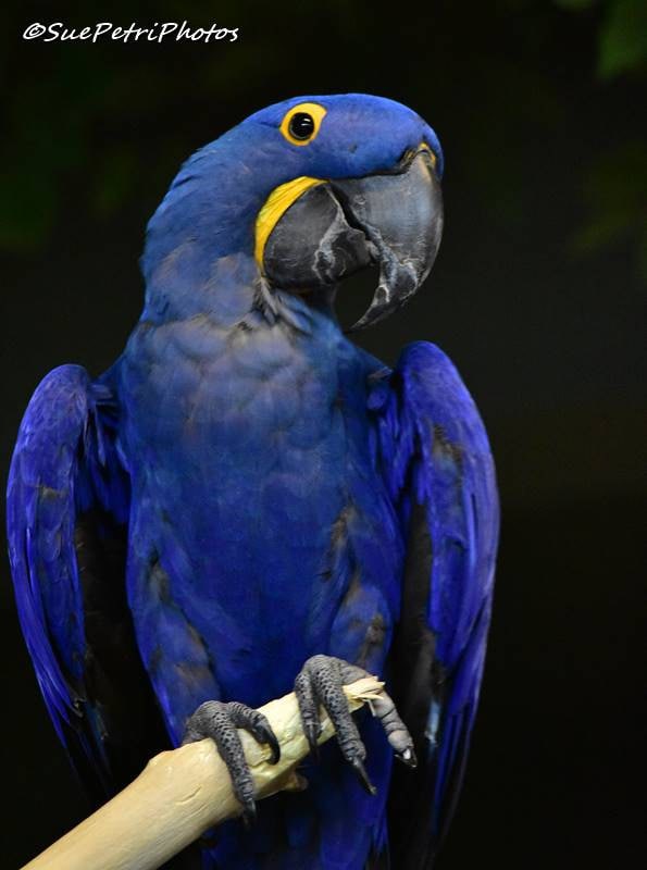 Behandling Stærk vind Tag telefonen Hyacinth Macaw Photograph Macaw Photos Blue Macaw Photos | Etsy