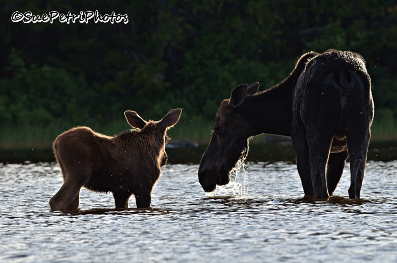 Cow Moose and Calf, Wildlife Photography, Photographed in Greenville