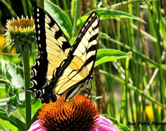 Yellow Swallowtail, Butterfly, Eastern Yellow Tiger Swallowtail, Nature Photography, Macro Photography, Color Photography, Garden Art