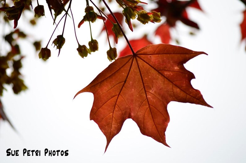 Maple Leafs, Maple Leafs Photo, Maple Leafs Print, Rust colored decor, Free Shipping, Floral Decor, Minimalistic, Flower Photography image 1