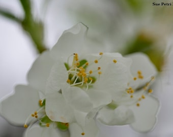 Spring in Bloom, Blooming this spring, Spring Blossoms, White Decor, Romantic Decor, Cottage Chic, Garden Decor, Garden Art, Nature Photos