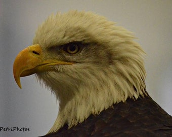 Bald Eagle Photo, Bald Eagle Head, Eagle Photo, Wildlife Photos, Nature Photography, Photography Wildlife, Bald Eagle Close Up, Eagle