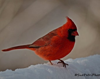 Bird Photography, Cardinal, 8x10 or any size, Male Cardinal Photos, Cardinal in snow, Nature Photography, Red Cardinal, Backyard Birds