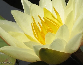 Water Lily Photograph, Nature Photography, Floral Art, Cottage Chic, Romantic Decor, White Water Lily Print, Spring Trends