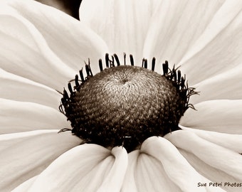 Cottage Chic, Brown Toned Photography, Sepia Photos, Black Eyed Susan, Romantic Decor, Shabby Chic, Flower Photography, Flower Prints, Art