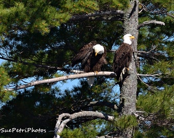 Pair of Bald Eagles, Wildlife Photography, Birds of prey, Bald Eagle Photos, Nature Photography, Bald Eagle Couple