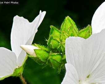 Flower Photography, Romantic Decor, Garden Decor, Shabby Chic, White Blossoms, Nature Photography, Cottage Chic,