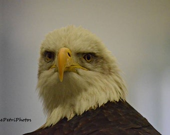 Bald Eagle, Bald eagle head shot, Photo bald eagle, Fine Art Photograph, Birds of prey, wildlife photos, Bald Eagle Photos, Bird Photography