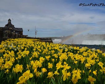 Fine Art Photograph, Spring blossoms, Niagara Falls, Daffodils, Niagara Parks, Landscape Photography, Scenic Photos Yellow Daffodils, Falls