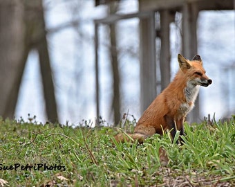 Foxy, Fox Photos, Wildlife Photography, Pictures of Fox, Wildlife, Fine Art Photography, wild fox photos, fox wall art