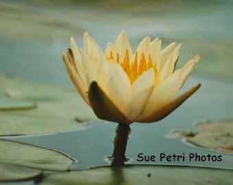 Water Lily Photo, Card or Magnet, Cottage Chic, Nature Photography, Water Garden Art, Garden Decor, Floral, Photo Greeting Card, Pond Flower