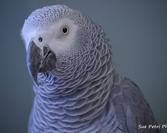 African Grey Parrot Photograph, Bird Photography, Nature Photography, Grey, Monochrome, Home Decor, Wall Art, Bird Print, Aviary Art