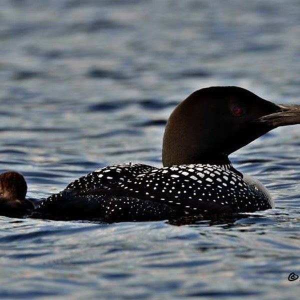 Loon Photography, Mother Loon with chick, Nature Photography, Baby Animal Prints, Wildlife Photos, Loons, Nature