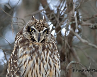 short eared owl, owl photography, wild owl photos, nature photography, bird photography, birds of prey, owl art, bird photos, rustic