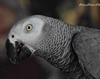 African Grey Parrot Photograph, african grey greeting card, Bird Photography, Nature Photography, Grey, Monochrome, Bird Print, Aviary Art