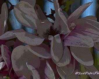 Magnolia Blossoms, Digitally Enhanced, Fine Art Photograph, Magnolia, Flower Photos, Spring Blossoms, Romantic Decor, Floral wall art