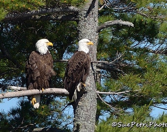 Pair of Bald Eagles, Wildlife Photography, Birds of prey, Bald Eagle Photos, Nature Photography, Bald Eagle Couple