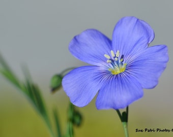 Wild Blue Flax, Flower Photograph, Card or Magnet, Cottage Chic, Garden Art, Romantic Decor, Bedroom Decor, Feminine, Blue wall art