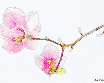 Photographic Art, Magnolia Blossoms, Digitally Enhanced Photo, Pencil Drawing, Pink, Floral Art, Flower Art, Flower Prints, Nature Photos