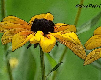 Yellow Flower Photos, Fine Art Photograph, Greeting Card or Fridge Magnet, Black Eyed Susan, Bedroom Decor, Garden Art, Cottage Chic, Yellow