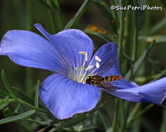 Wild Blue Flax, Hoverfly, Photo Greeting Card or wall art, Romantic Decor, Shabby Chic, Cottage Chic, Blue, Nature Photos, Flower Prints