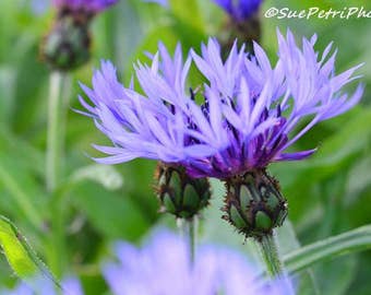 Flower Photography, Bachelors Button, Purple, Lilac, Lavender, Romantic Decor, Bedroom Decor, Shabby Chic, Garden Art, Home Decor, Wall Art