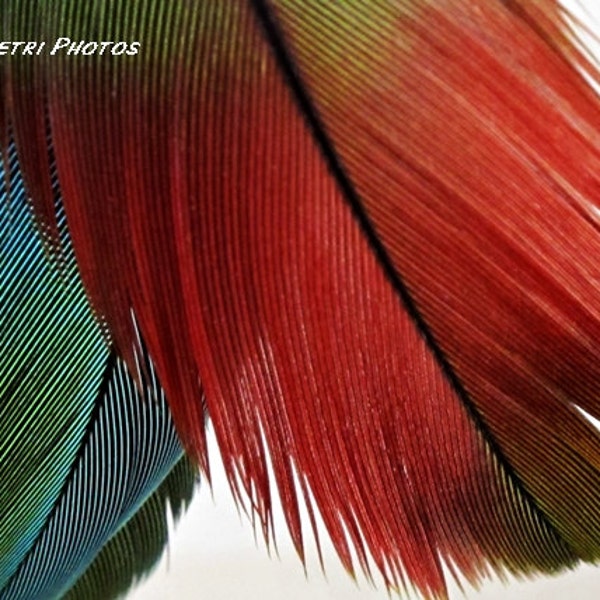 Art plume, plume Wall Art, turquoise, rouge, vert, noir, photographie d’Art, photographie de nature morte, couleurs vives, livraison gratuite