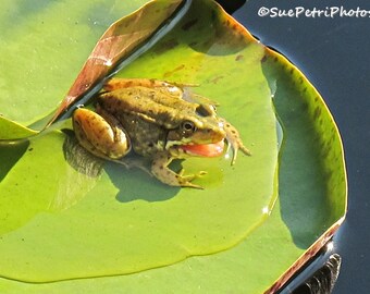 Froggie, Young Frog with mouth open, Boys room decor, Wall art for frog lovers, Frog Prints, Frog Art, Green, Frog on lily pad