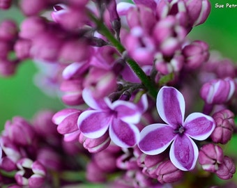 Purple Lilacs, Lilac Images, Romantic Bedroom Decor, Cottage Chic Decor, Floral Art, Garden Photography, Garden Art, Nature Photography, Art