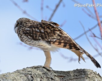 Owl Photos, Short Eared Owl, Stretch, Earthtones, Wildlife Photos, Owl Photography, Nature Photography, Animal Photography