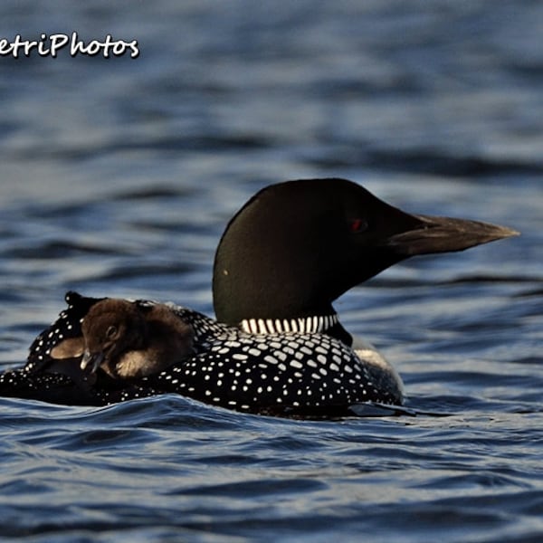 Loon Photography, Mother Loon with chick, Nature Photography, Baby Animal Prints, Wildlife Photos, Loons, Nature