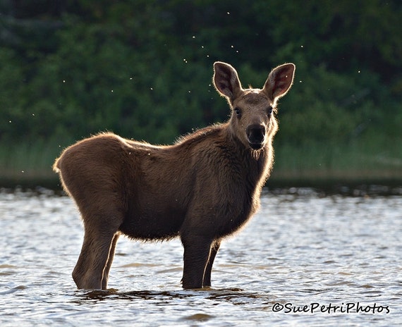 Baby Moose Baby Animal Photos Wildlife Photography Moose Etsy