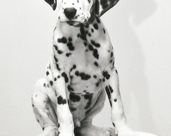 Dalmation Puppy Photographs, Animal Photography, Dog Photos, Black and White Photography, Monochromatic, Monochrome Kidsroom Decor, Playroom