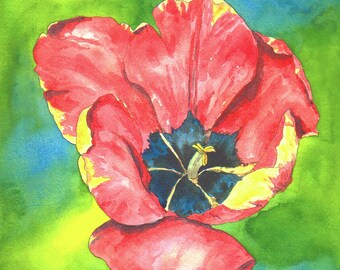 Watercolor original painting of red and yellow tulip flower, floral wall art, ready to gift or frame