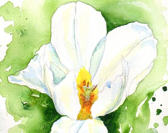 Watercolor painting white tulip original art 8x10
