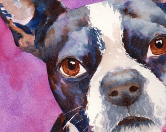 Close up Boston Terrier dog portrait painting watercolor pet art