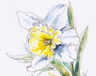 Daffodil flower line and wash original watercolor pen and ink painting