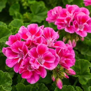 10 Bright Pink Geranium Seeds, Hanging Basket Flower Plant