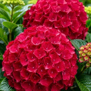 5 sementes de hortênsia vermelha, arbusto florido resistente.