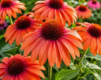 50 Orange Coneflower Seeds, Echinacea Perennial Flower