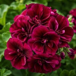 May include: A cluster of deep burgundy geranium flowers with multiple overlapping petals. The dark red blossoms feature a velvety texture and are arranged in a dense, rounded head, showcasing intricate petal layers and small central stamens.