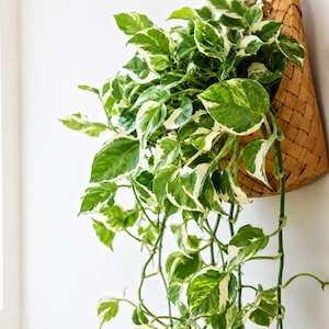 May include: A trailing pothos plant with variegated green and white heart-shaped leaves, housed in a woven light brown wicker wall basket. The plant features long, slender stems that cascade downward from the basket, displaying a dense foliage.