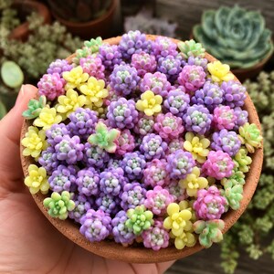 May include: A round terracotta pot filled with a dense cluster of small, succulent plants in vibrant shades of purple, light pink, pale yellow, and soft green. The individual succulents have a rounded, bead-like texture and are packed tightly together.
