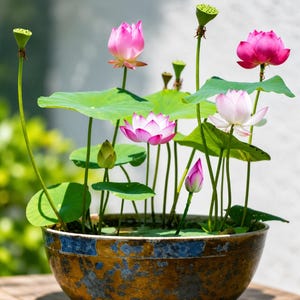May include: A round, weathered ceramic bowl with a mottled gold and blue finish contains several blooming lotus flowers in shades of pink and white, along with large green lily pads and tall, slender stems topped with green seed pods.