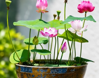 Pre-Sprouted Lotus Plants, Mixed Color Aquatic Bonsai Bowl Garden