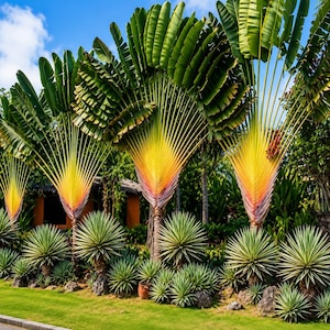 Puede incluir: Una escena al aire libre vibrante con varias palmeras del viajero, caracterizadas por sus grandes hojas en forma de abanico. Los troncos muestran colores que van del amarillo al naranja y al rojo. La escena incluye hierba verde, plantas espinosas y un pequeño edificio.