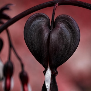 Puede incluir: Una flor de corazón sangrante de color púrpura oscuro y forma de corazón cuelga de un tallo fino y curvado. La flor presenta una protuberancia blanca, lisa y en forma de lágrima que se extiende desde la base de los pétalos oscuros y texturizados.