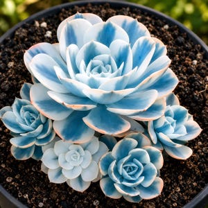 May include: A cluster of succulent plants featuring thick, fleshy leaves arranged in a rosette pattern. The leaves display a variegated color scheme of soft white and vibrant blue, with subtle hints of pale orange along the rounded leaf edges.