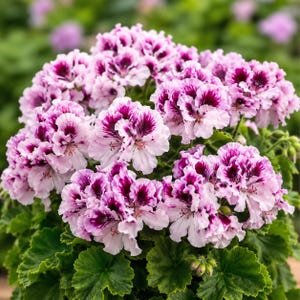 10 White & Purple Geranium Seeds, Perennial Flowering Plant